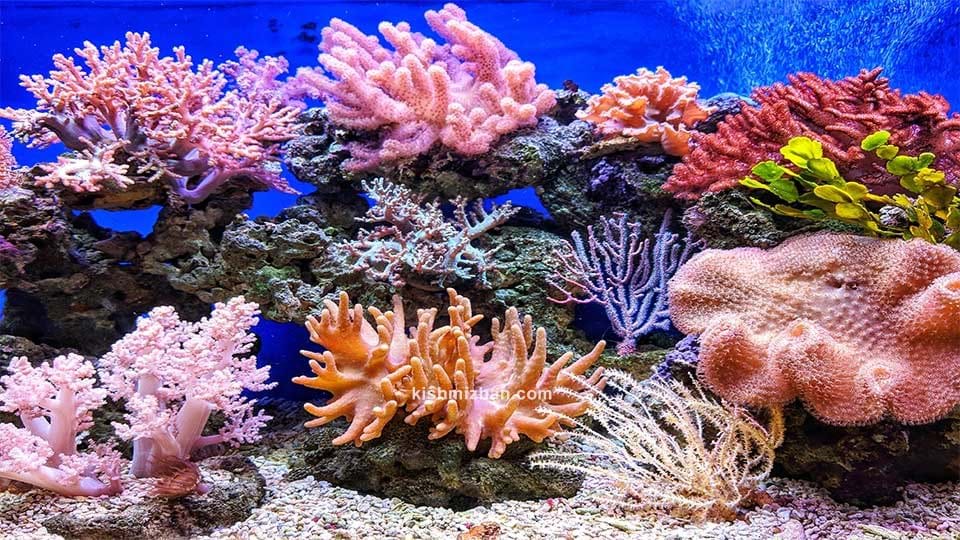 اکوسیستم مصنوعی مرجانی