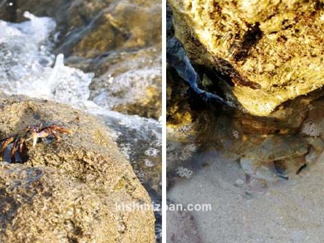 صخره خرچنگ های کیش یا قشم؟