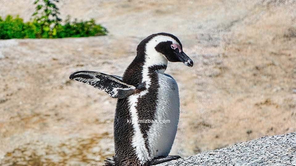 پنگوئن سیاه